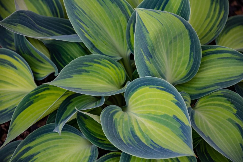 Зеленое и синее листовое растение.